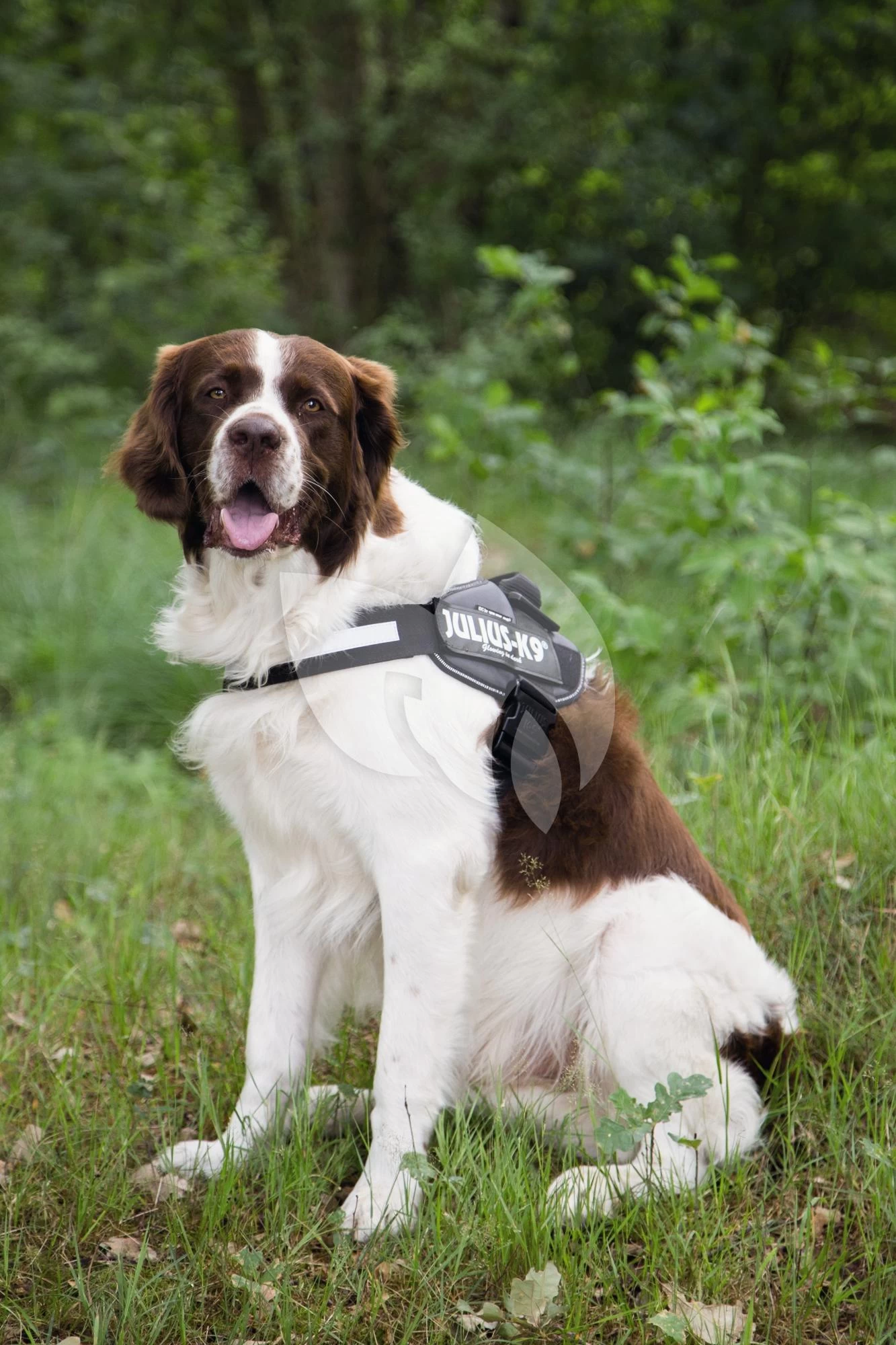 Beeztees Julius-K9 IDC-Powertuig 71-96cm Antraciet 4 Beeztees Julius-K9 IDC-Powertuig 71-96cm Antraciet - Afbeelding 2