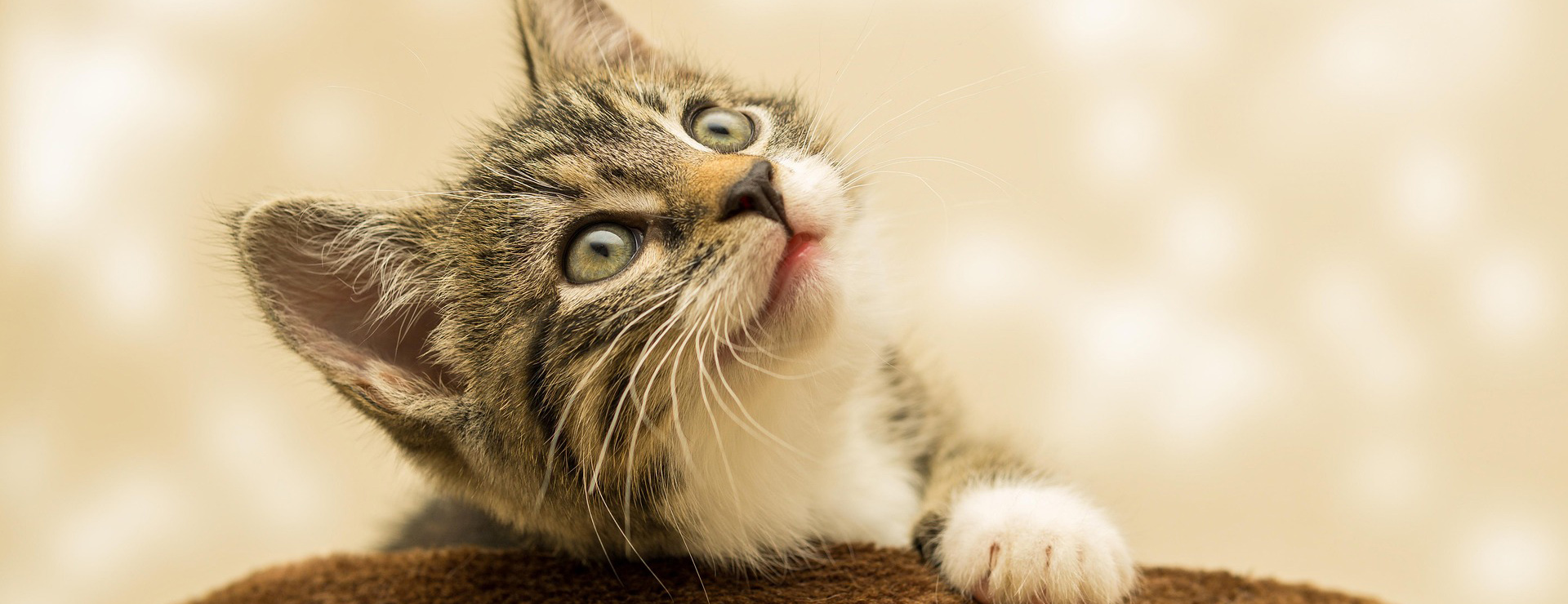 Beeztees -Beeztees kitten 4611189 1920