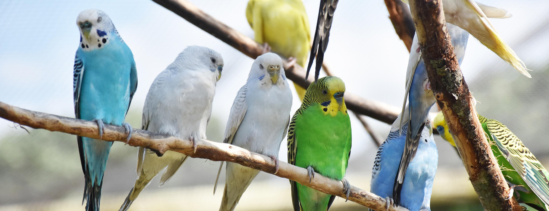 Beeztees -Beeztees parrots 4235892 1920